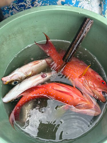 アカミーバイの釣果