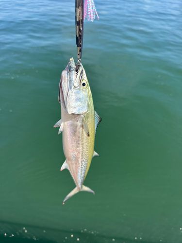 サゴシの釣果