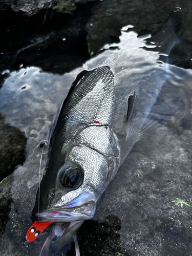 ヒラスズキの釣果