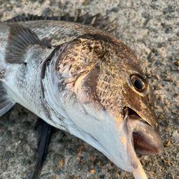 クロダイ