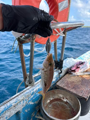 フエフキダイの釣果