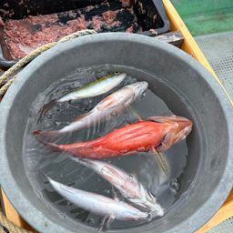 グルクン