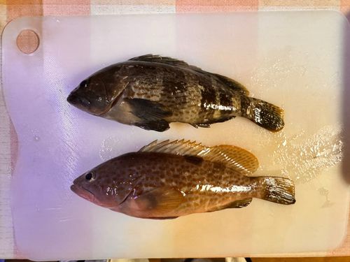 アコウの釣果