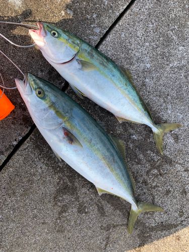 イナダの釣果