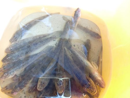 ハゼの釣果