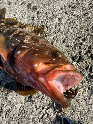 アコウの釣果