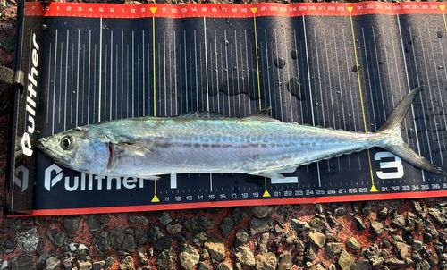 サゴシの釣果
