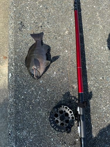 メジナの釣果