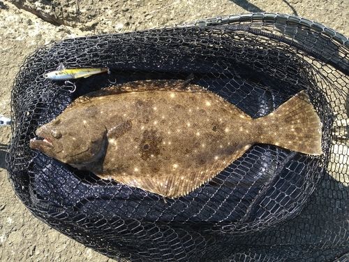 ソゲの釣果