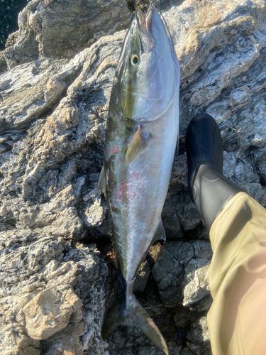 ブリの釣果