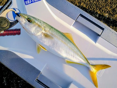 ワカシの釣果