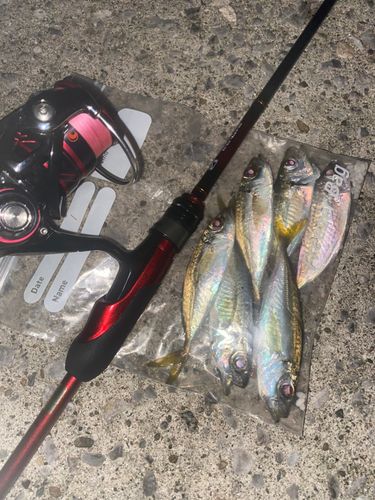 アジの釣果