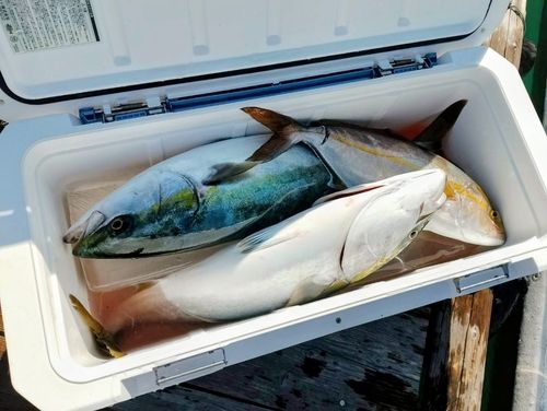 シオの釣果
