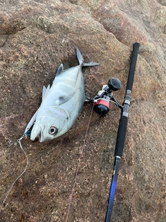 ギンガメアジの釣果