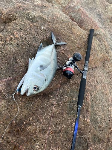 ギンガメアジの釣果