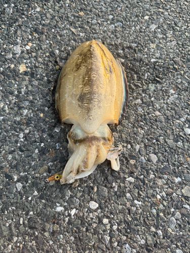 コウイカの釣果