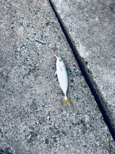 ワカシの釣果