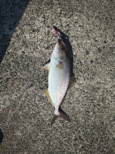 ハマチの釣果