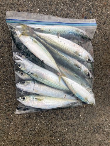 サバの釣果