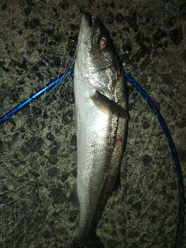 雄物川河口