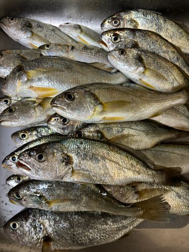 イシモチの釣果