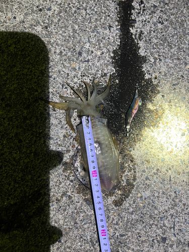 アオリイカの釣果
