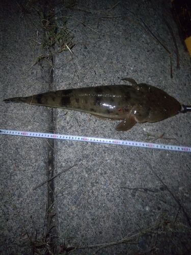 マゴチの釣果
