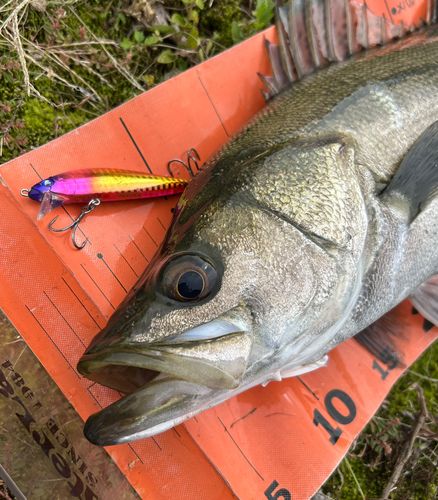 フッコ（マルスズキ）の釣果