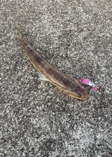 エソの釣果
