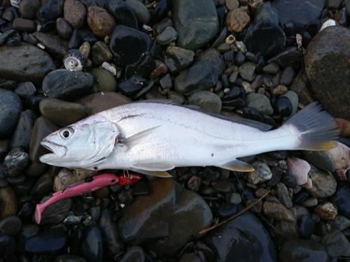 ニベの釣果