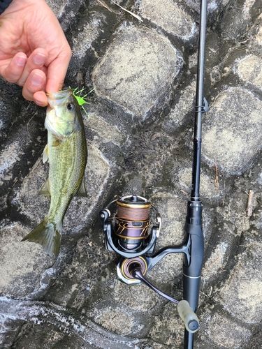 ラージマウスバスの釣果