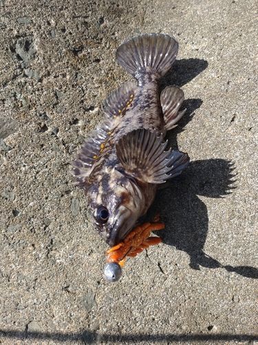 ソイの釣果