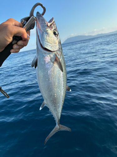 イソマグロの釣果
