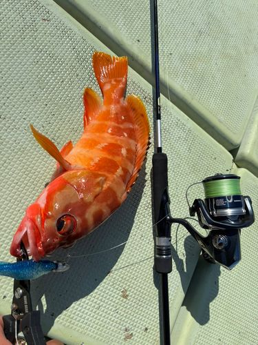 アカハタの釣果