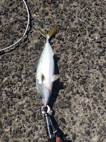 ヤズの釣果