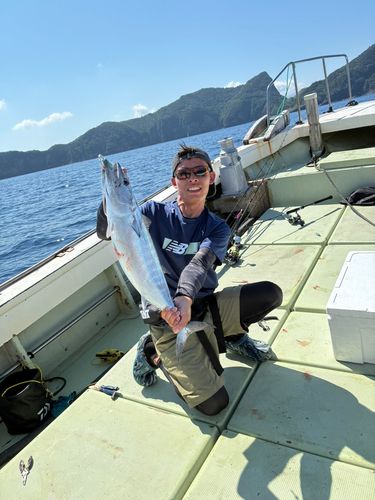 ハガツオの釣果