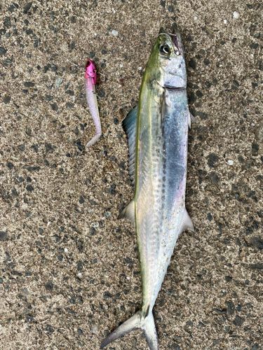 サゴシの釣果