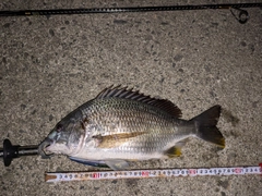 キビレの釣果
