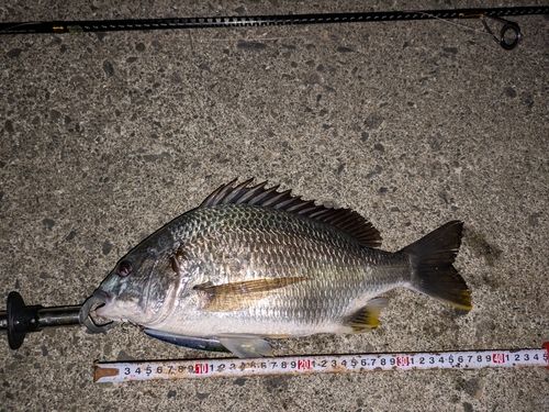 キビレの釣果