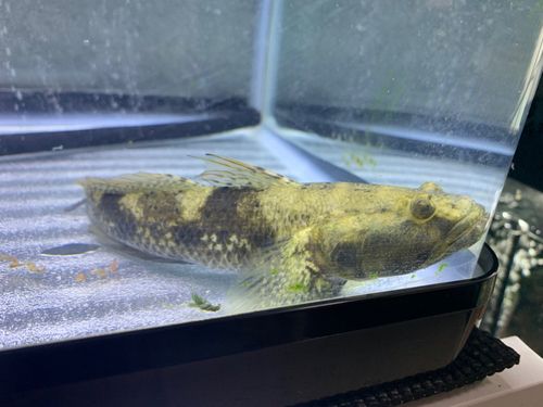 ウロハゼの釣果
