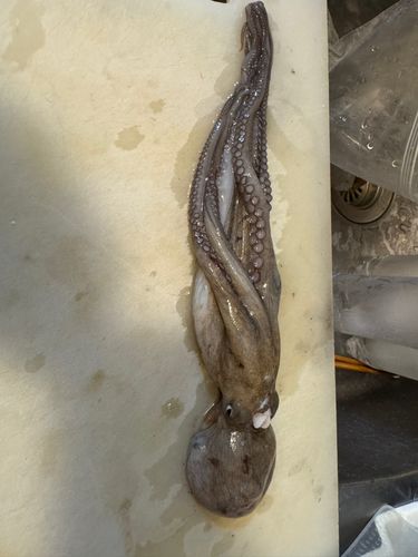 マダコの釣果