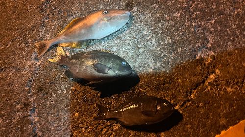 伊豆大島