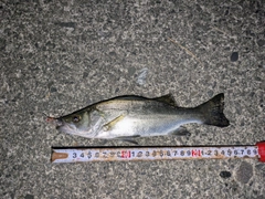 セイゴ（マルスズキ）の釣果