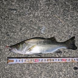 セイゴ（マルスズキ）