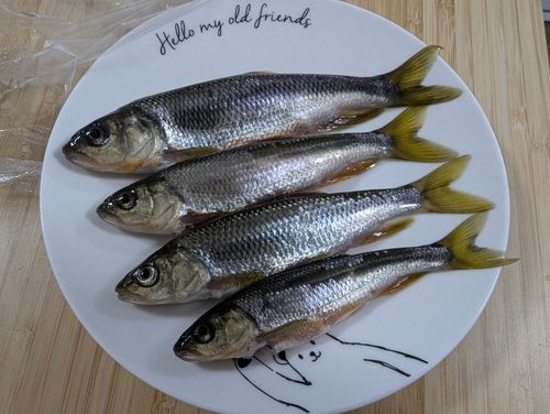 カワムツの釣果