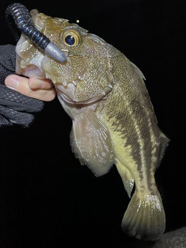 シマゾイの釣果