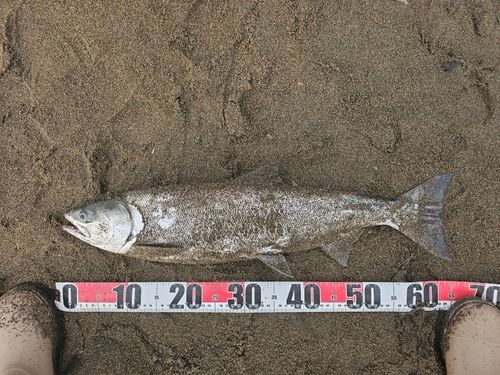 アキアジの釣果