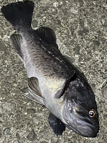 クロソイの釣果
