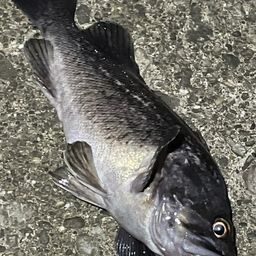 クロソイ