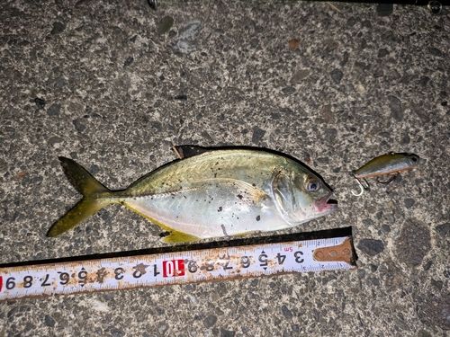 メッキの釣果